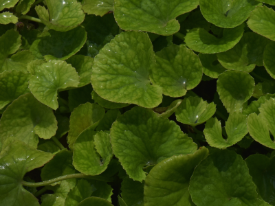 Medhya Rasayana Herbs (e.g., Brahmi, Vacha, Shankhpushpi)